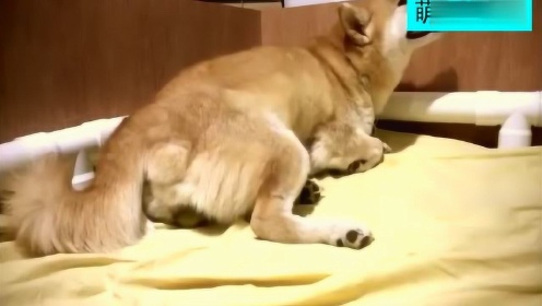 白酒 第302页