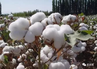 最新棉花价格行情动态更新