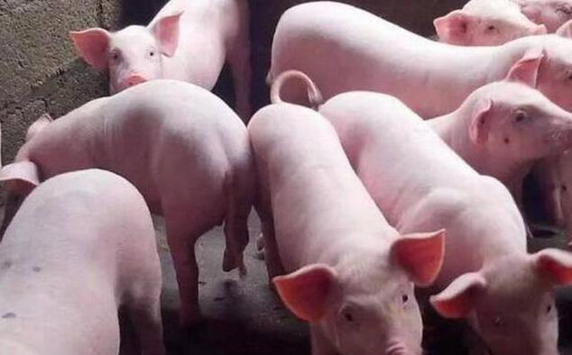 最新猪价行情今日播报,科技引领未来养猪业趋势